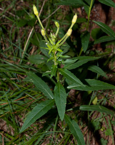 Oenothera parviflora (small-flowered evening-primrose, northern evening primrose)