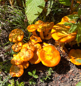 Omphalotus illudens (jack o’lantern mushroom)