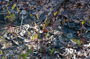 Onoclea sensibilis (sensitive fern, bead fern, meadow brake)