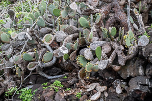 Opuntia galapageia (Galápagos prickly pear, tree prickly pear)