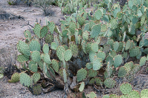 Opuntia phaeacantha (desert prickly pear, tulip prickly pear, brown-spine prickly pear, tulip pricklypear)
