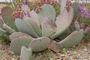 Opuntia santa-rita (Santa Rita purple prickly pear, Santa Rita pricklypear)