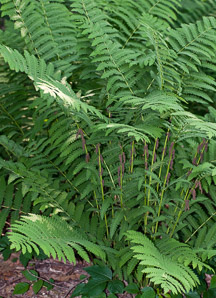 Osmunda claytoniana (interrupted fern)