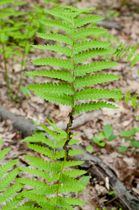 Osmunda claytoniana (interrupted fern)