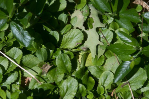 Packera obovata (running groundsel, roundleaf ragwort)