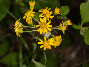 Packera schweinitziana (New England groundsel, Schweinitz’s ragwort)