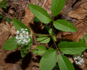 Panax trifolius (dwarf ginseng)