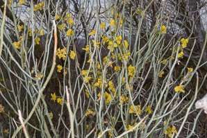Parkinsonia florida (blue palo verde, blue paloverde, palo verde)
