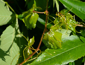 Parthenocissus quinquefolia (Virginia creeper)