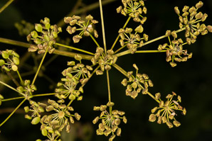 Pastinaca sativa (parsnip, wild parsnip)
