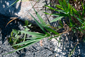 Phalaris caroliniana (reed canarygrass, Carolina canarygrass)