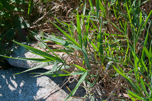 Phalaris caroliniana (reed canarygrass, Carolina canarygrass)