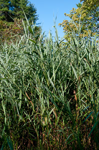 Phragmites australis (phragmites, common reed)