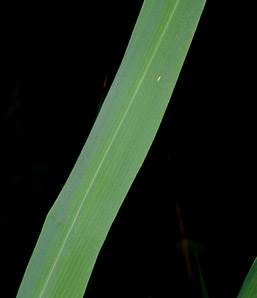 Phragmites australis (phragmites, common reed)