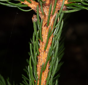 Picea abies (Norway spruce)