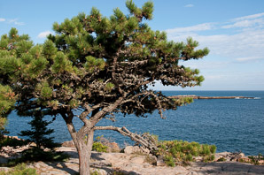 Pinus L. (pine)