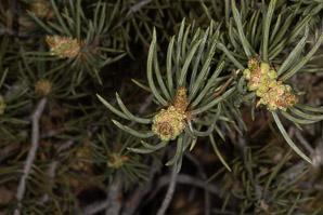 Pinus monophylla (singleleaf piñon, pinyon pine, single-leaf pinyon pine, single-leaf piñon pine, singleleaf pinyon)