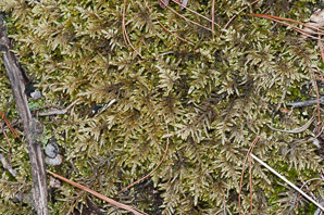 Pleurozium schreberi (Schreber’s moss, feather moss, red-stemmed feather moss, Schreber’s big red stem moss)