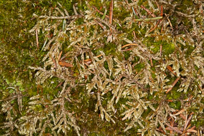 Pleurozium schreberi (Schreber’s moss, feather moss, red-stemmed feather moss, Schreber’s big red stem moss)