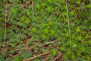 Polytrichum commune (common haircap moss, haircap moss, polytrichum moss)