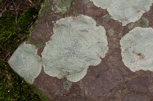 Porpidia albocaerulescens (smoky-eye boulder lichen, porpidia lichen)