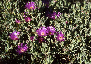 Portulaca L. (portulaca, purslane)