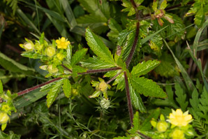 Potentilla norvegica (rough cinquefoil, Norwegian cinquefoil, ternate-leaved cinquefoil)