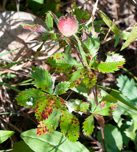 Potentilla simplex (common cinquefoil, old-field five-fingers, oldfield cinquefoil)