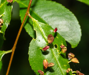 Prunus serotina (black cherry)