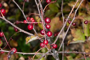 Prunus virginiana (common chokecherry, chokecherry)