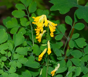 Pseudofumaria lutea (yellow corydalis, rock fumewort)