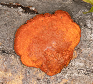 Pycnoporus cinnabarinus (cinnabar polypore)