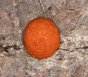 Pycnoporus cinnabarinus (cinnabar polypore)