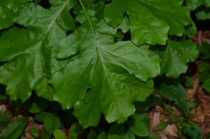 Quercus velutina (Eastern black oak, black oak, yellow oak)