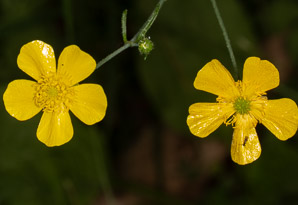 Ranunculus acris (buttercup, tall buttercup, meadow buttercup, common buttercup)