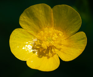 Ranunculus acris (buttercup, tall buttercup, meadow buttercup, common buttercup)