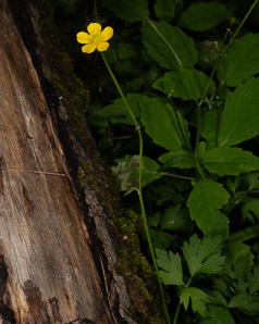 Ranunculus hispidus (swamp buttercup, bristly buttercup)