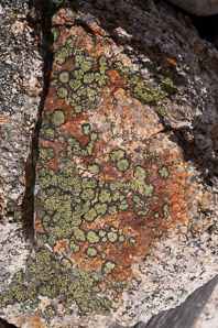 Rhizocarpon geographicum (yellow map lichen, world map lichen)