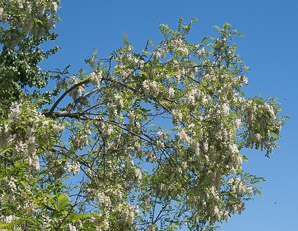 Robinia pseudoacacia (black locust)