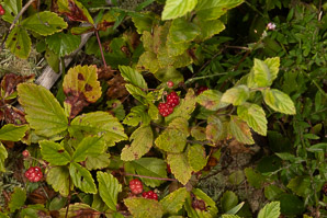 Rubus hispidus (swamp dewberry, bristly blackberry, bristly dewberry)