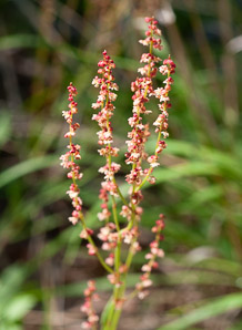 Rumex acetosella (red sorrel, sheep sorrel, sour weed, field sorrel, common sheep sorrel)