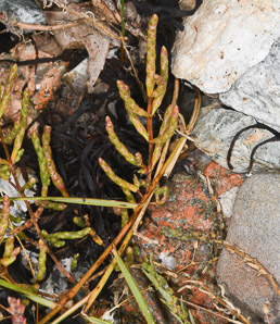 Salicornia depressa (slender glasswort, samphire, chicken-claws, common glasswort, Virginia glasswort)