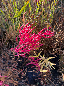 Salicornia depressa (slender glasswort, samphire, chicken-claws, common glasswort, Virginia glasswort)