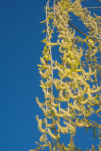Salix babylonica (weeping willow)