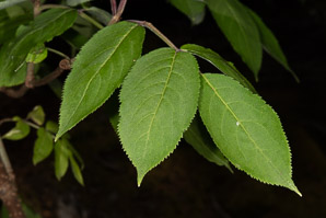 Sambucus nigra (elderberry, American elderberry, common elderberry, black elderberry, American black elderberry)