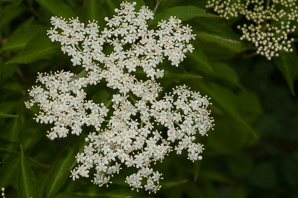 Sambucus nigra (elderberry, American elderberry, common elderberry, black elderberry, American black elderberry)