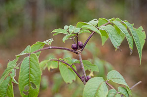 Sambucus racemosa (red elderberry, redberry elder, red-berried elder)