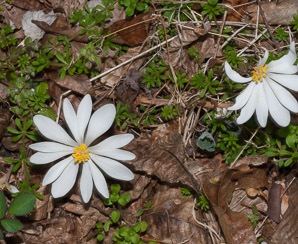 Sanguinaria canadensis (bloodroot)