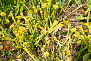 Sarracenia flava (yellow pitcher plant, yellow trumpet, yellow pitcherplant)