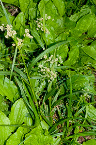 Scirpus atrovirens (green bulrush, dark-green bulrush, dark-green bullrush)